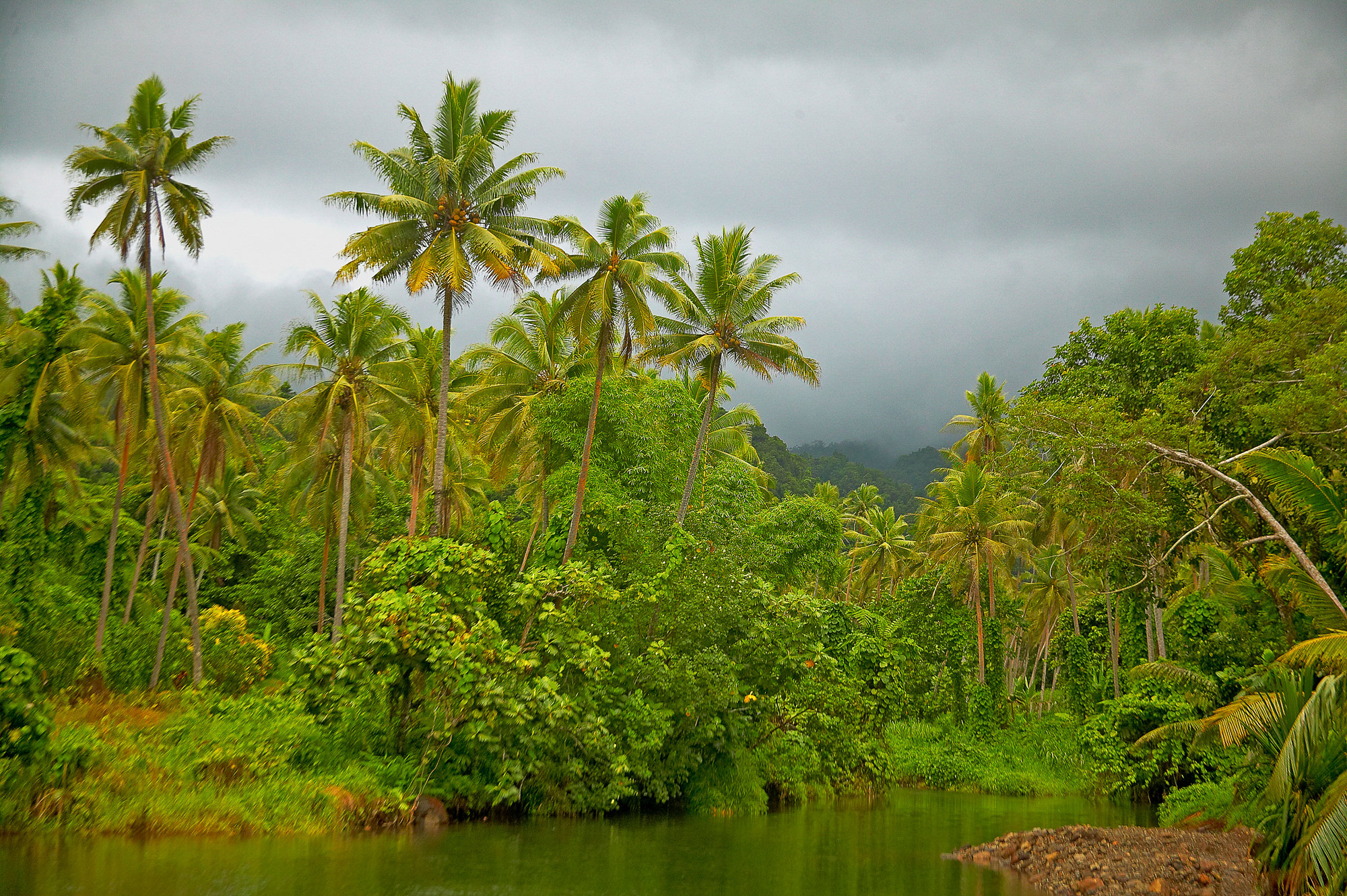 Regenwald, Taveuni Island